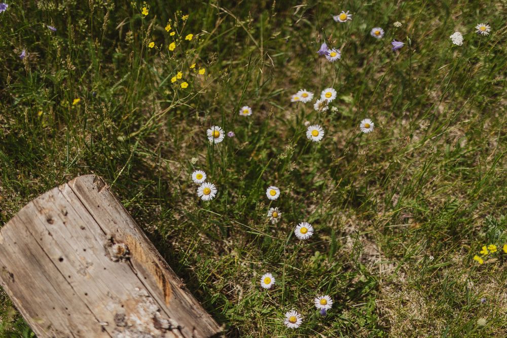 Weathered wooden log surrounded by delicate white dandelions in a grassy field.