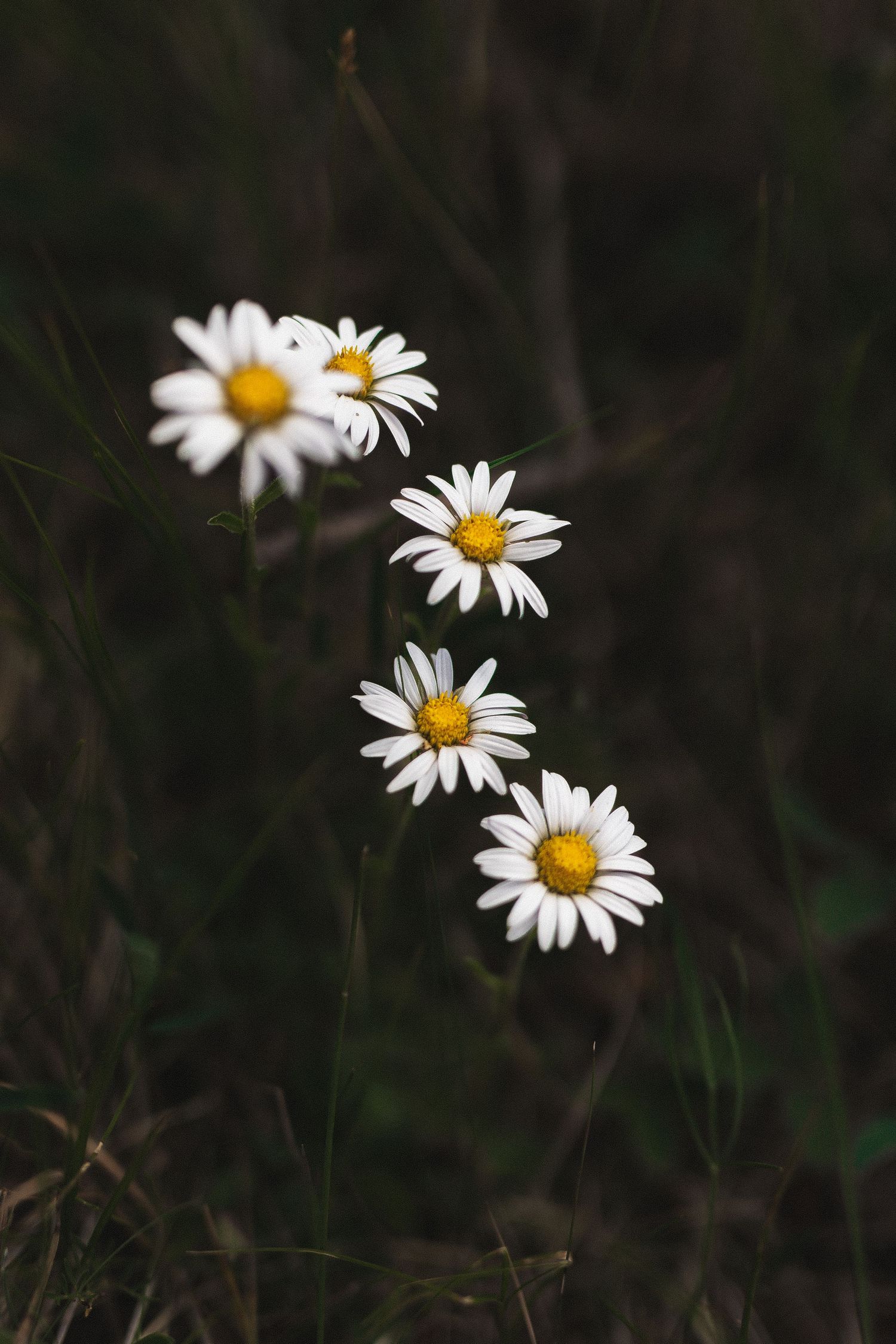 Row of white daisy flowers with yellow centers against dark natural background.