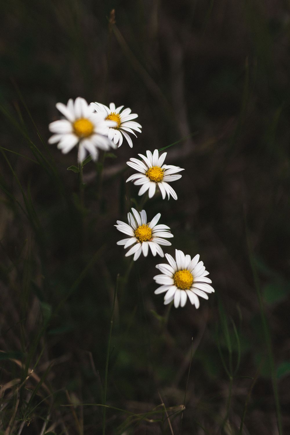 Row of white daisy flowers with yellow centers against dark natural background.