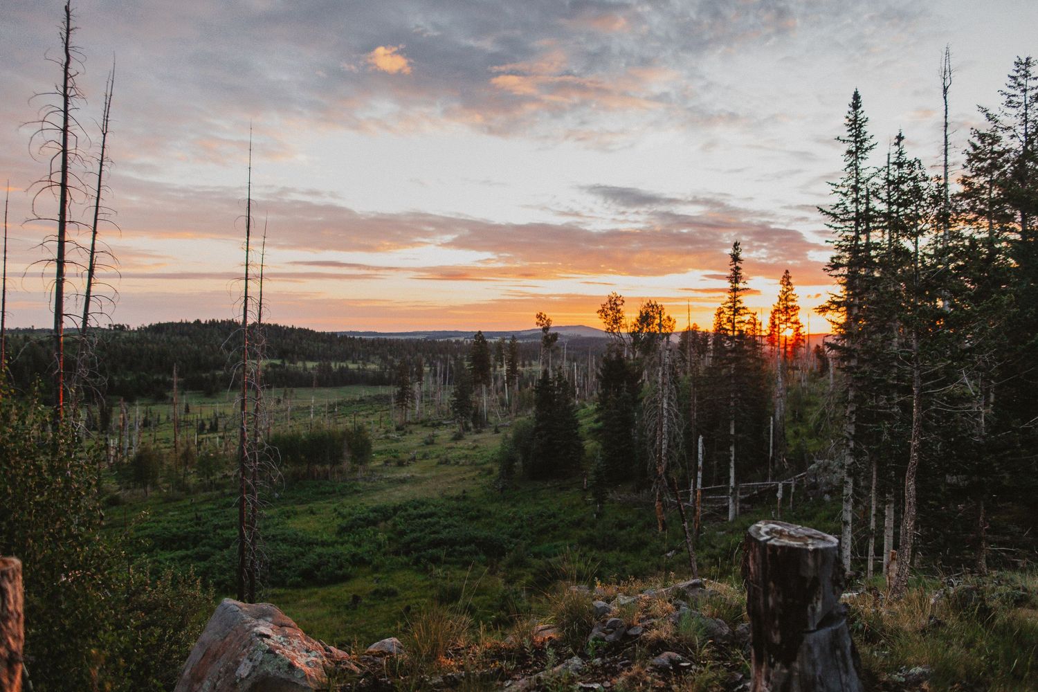 Golden sunset illuminates evergreen forest and mountain landscape.