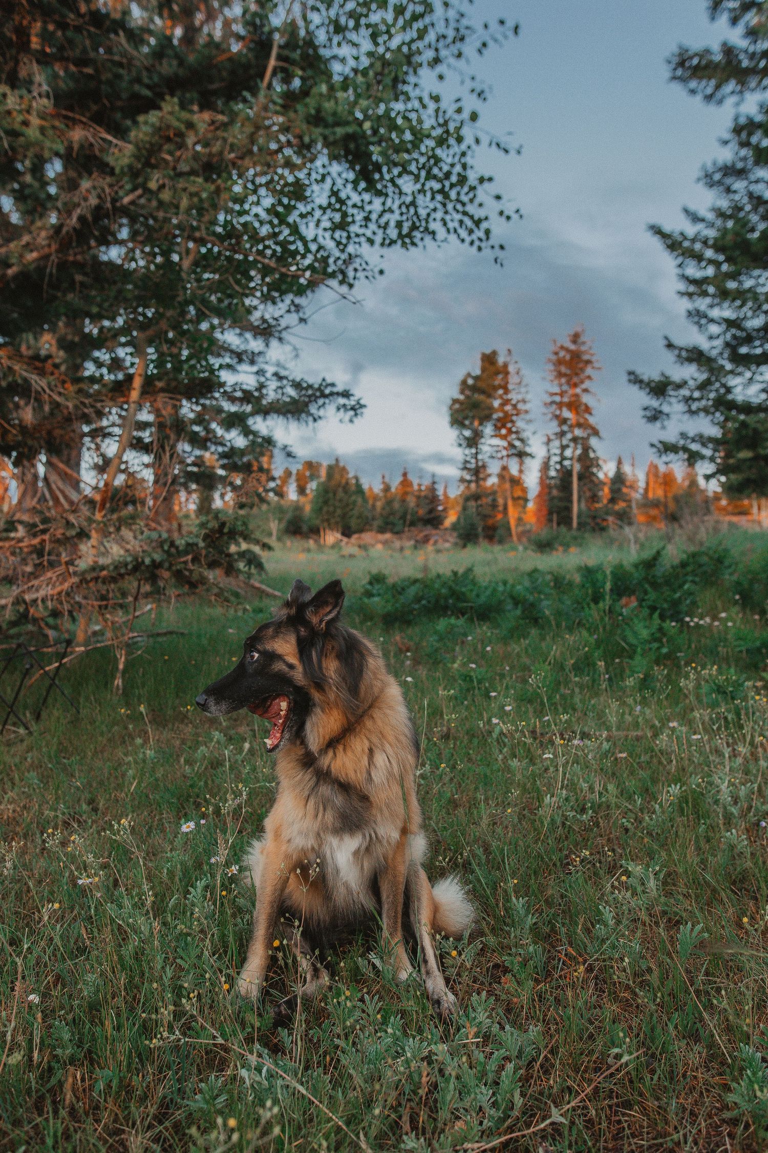 German Shepherd sits alertly in grass field with autumn forest backdrop.