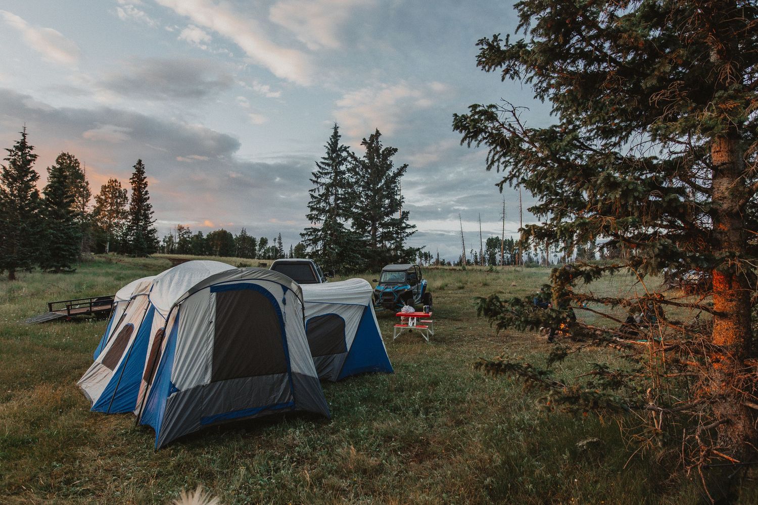 Blue camping tents set up in grassy clearing surrounded by pine trees at dusk.
