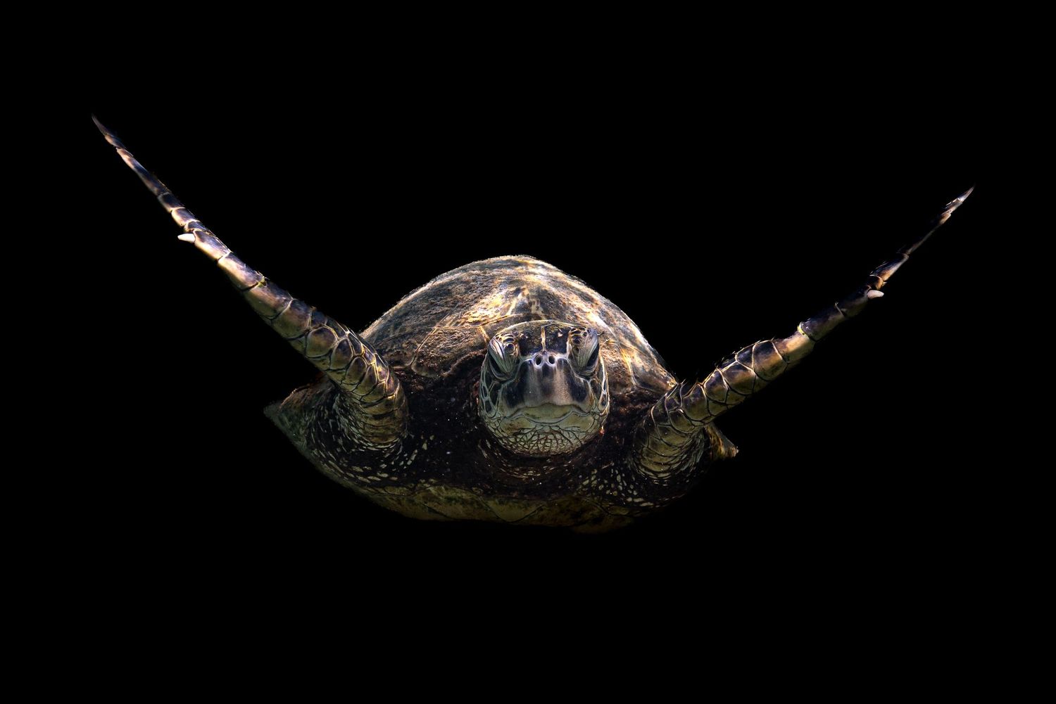 Green sea turtle swimming with outstretched flippers against black background.