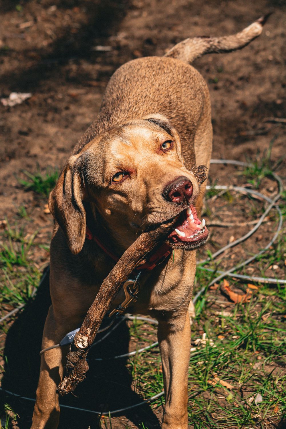 Brown dog playfully chewing on a stick in a grassy outdoor setting.