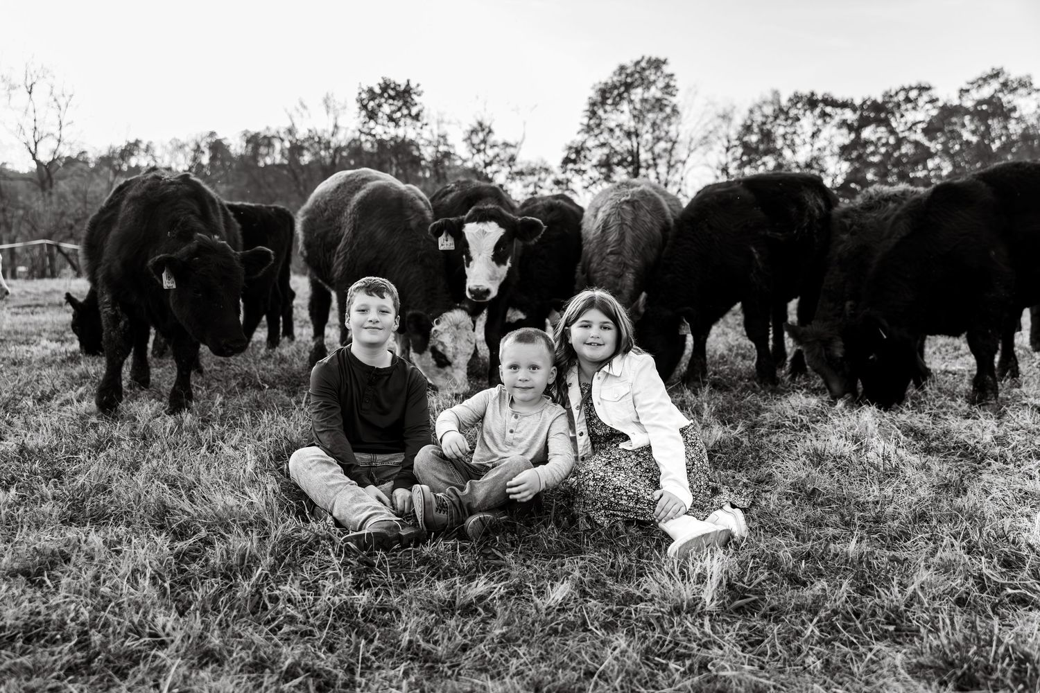 Family sitting in field with herd of black cattle behind them.