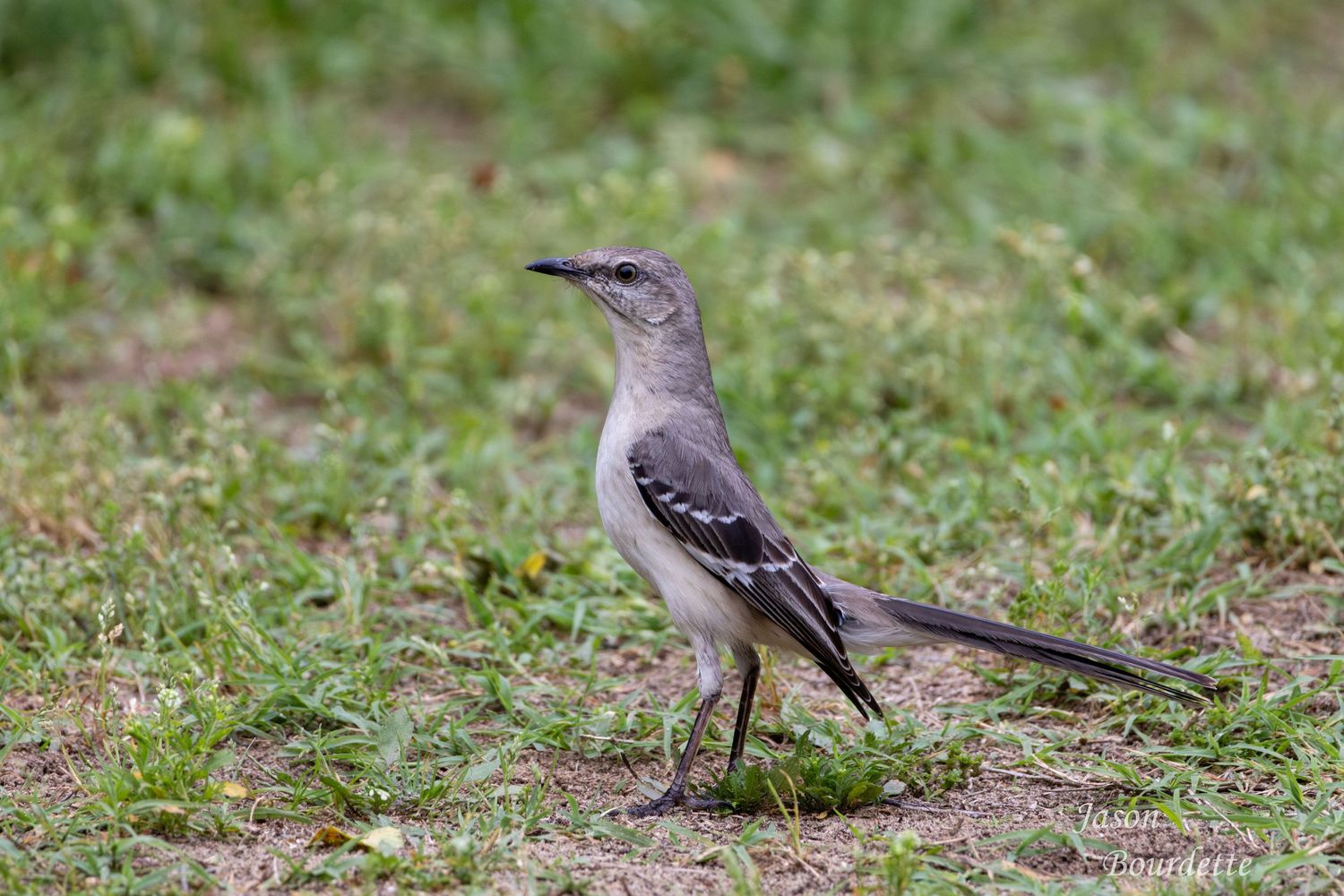 A Northern Mockingbird standing on the ground, its gray feathers blending with the earthy tones below. Its sharp eyes are alert.