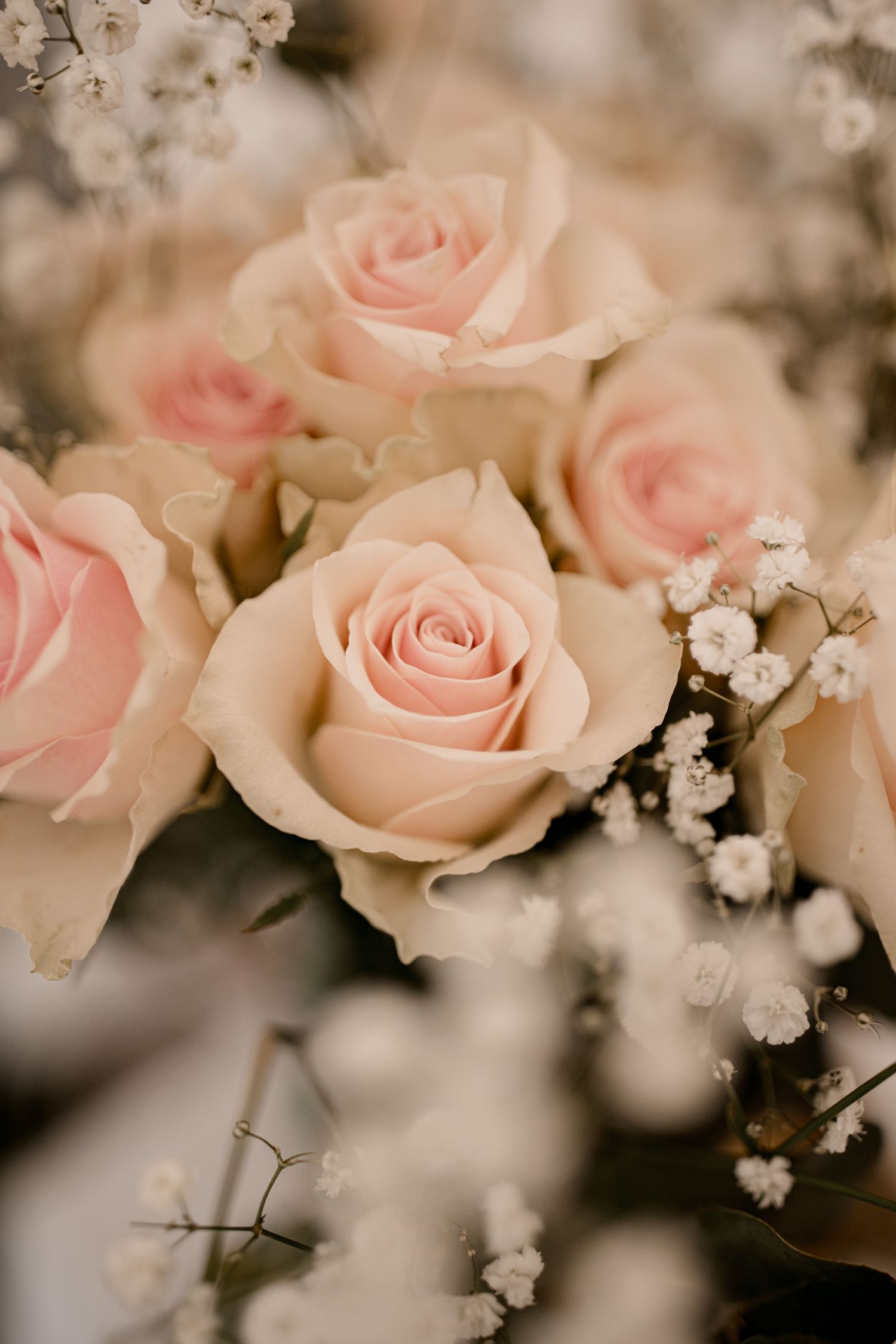 Des roses roses douces et du gypsophile créent un arrangement floral romantique avec un effet bokeh de rêve.