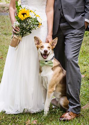 A happy dog wearing a green bow tie sits between a bride in white dress and groom in gray suit at an outdoor wedding.