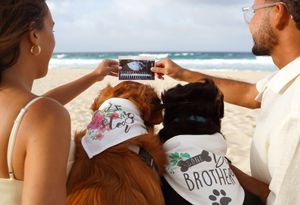 pregnancy announcement with dogs