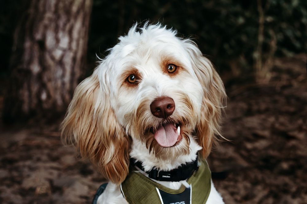 Close-up of smiling white fluffy dog wearing green harness in forest setting.
