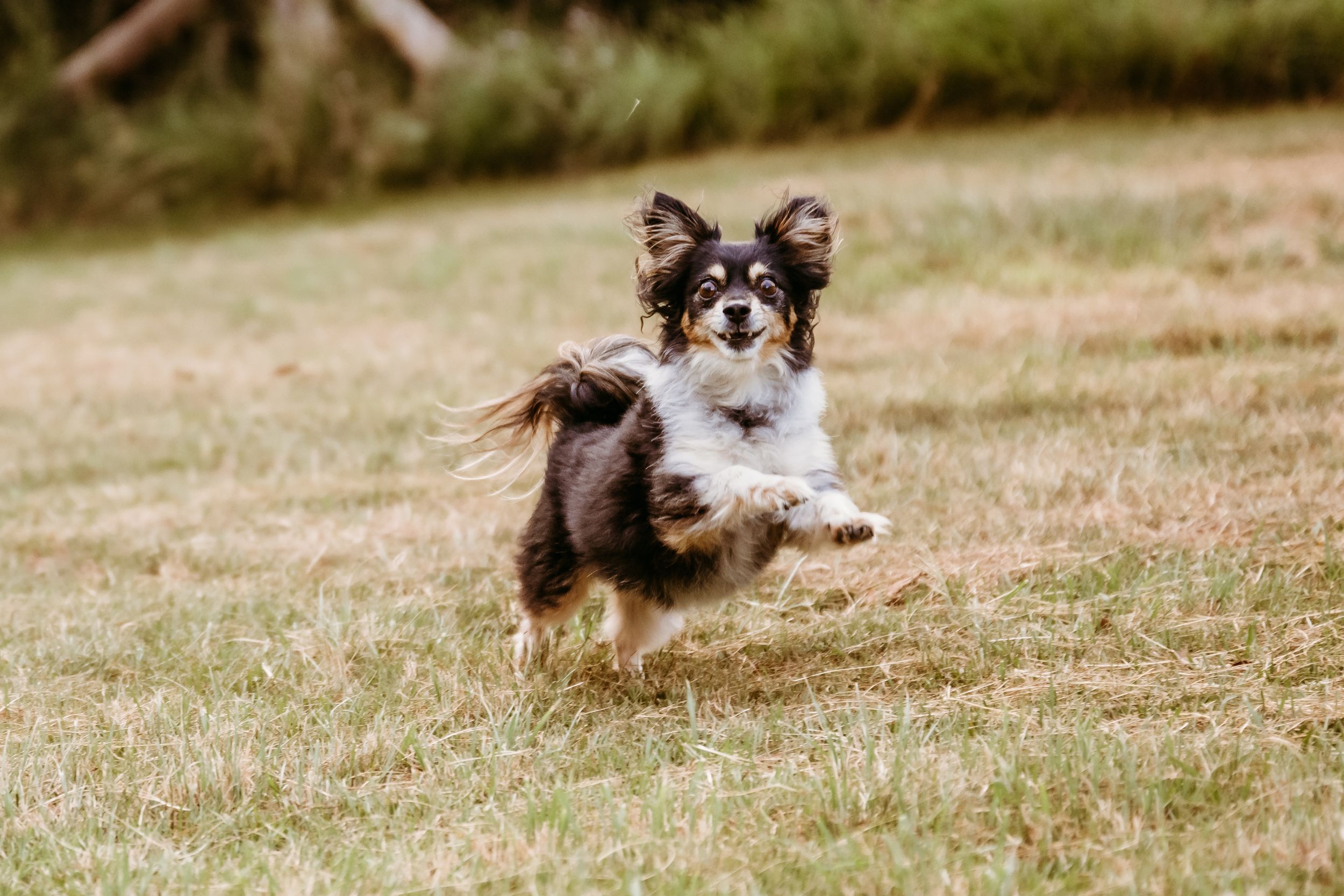 A small brown and black dog runs playfully across a grassy field on a sunny day.