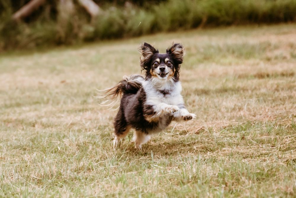 A small brown and black dog runs playfully across a grassy field on a sunny day.
