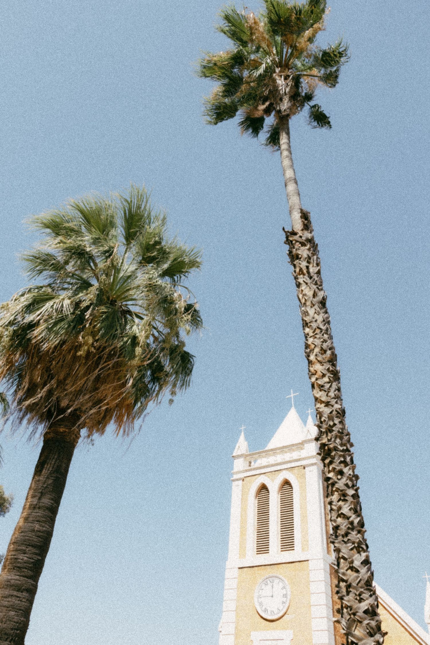 Tall palm trees frame a white church steeple against bright blue sky.