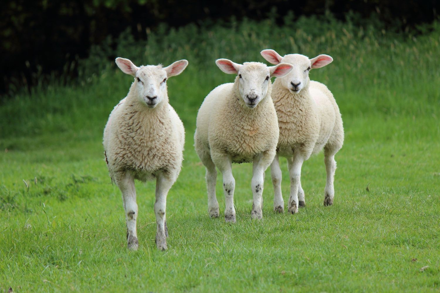 Three adorable white sheep stand in a lush green field, their woolly coats fluffy and bright against the vibrant grass.