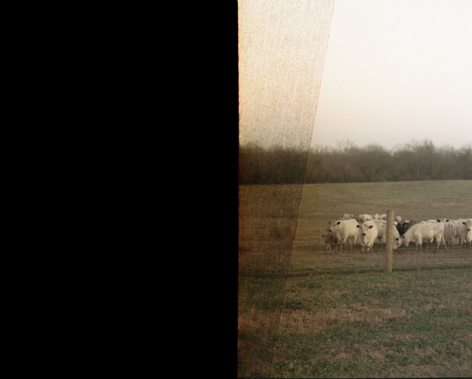 Artistic split photograph showing dark contrast and grazing cattle in misty field.