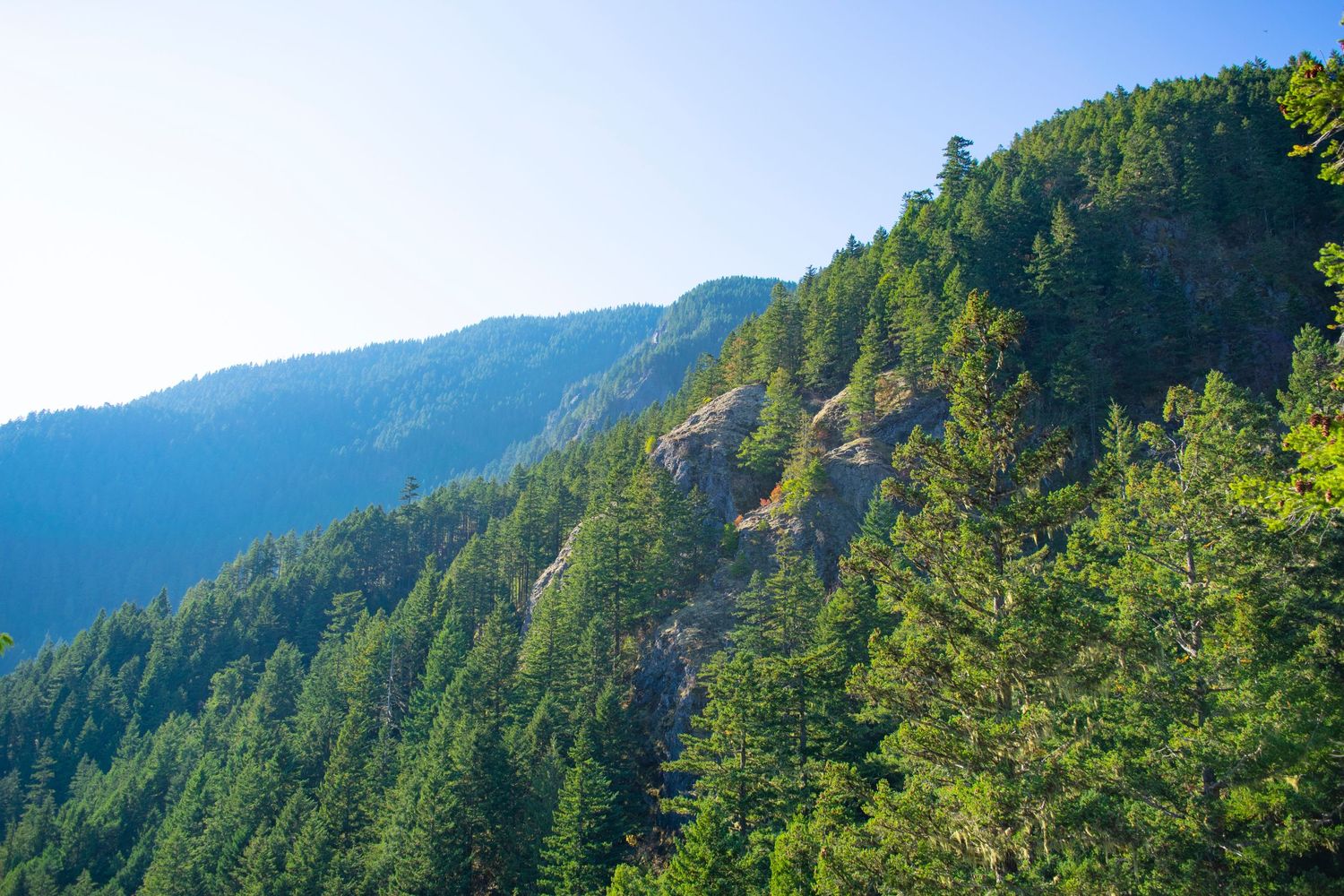 Steep forested mountainside with evergreen trees covering the slopes in bright sunlight.