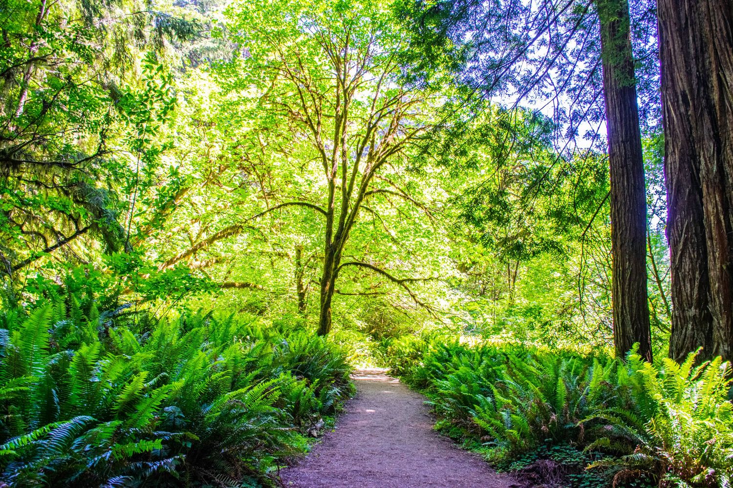 Sunlit forest path lined with lush green ferns leads through towering trees.