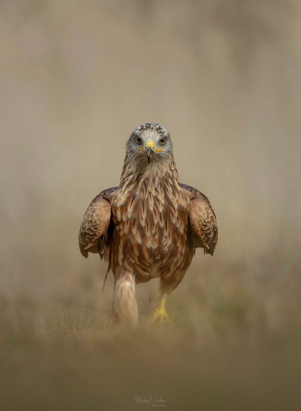 A majestic brown hawk stands alert on the ground with its wings slightly spread against a blurred natural background.