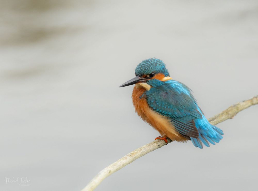 A vibrant common kingfisher perched on a branch displays its striking blue and orange plumage against a soft blurred background.