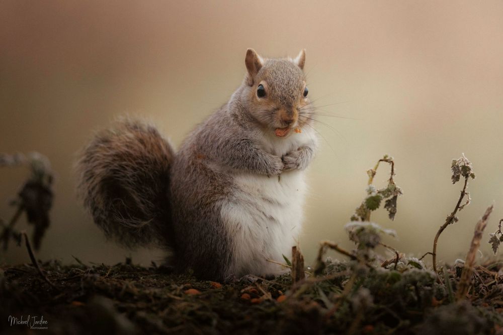 A gray squirrel sits upright on a mossy forest floor with dried plants in the background in moody lighting.