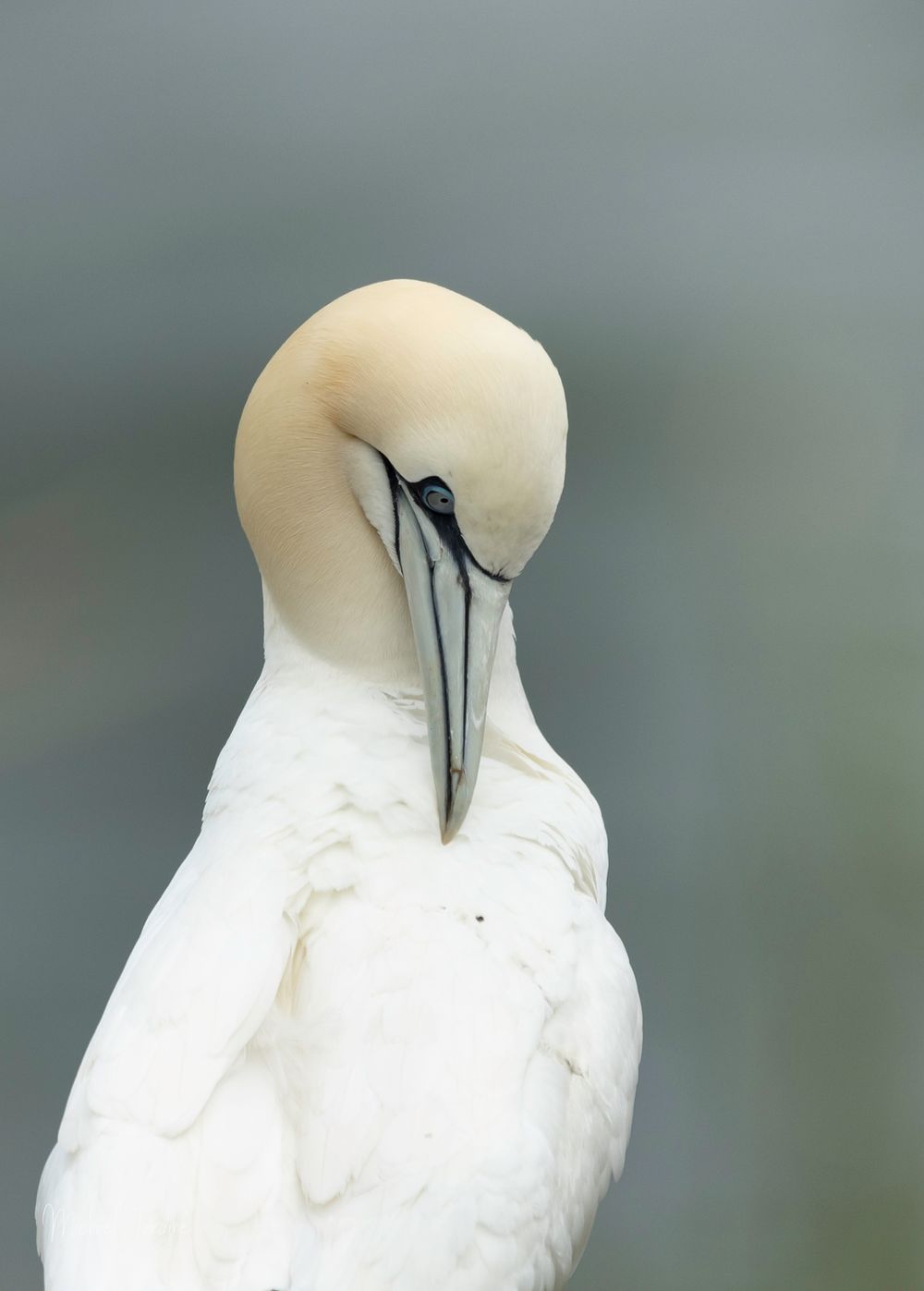 A Northern Gannet bird preens its white feathers while displaying its distinctive cream-colored head and long beak in Bempton RSPB