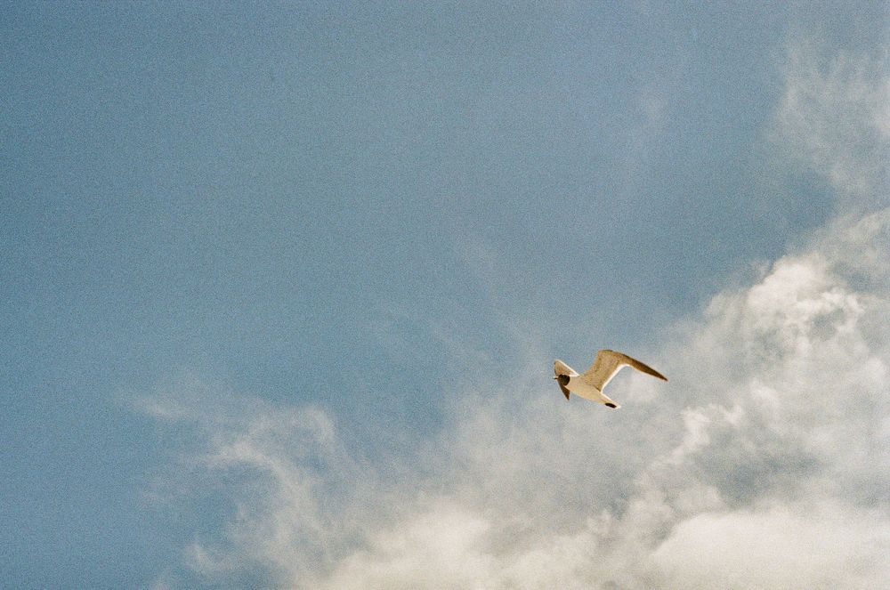 Seagull soaring through white clouds in bright blue sky.