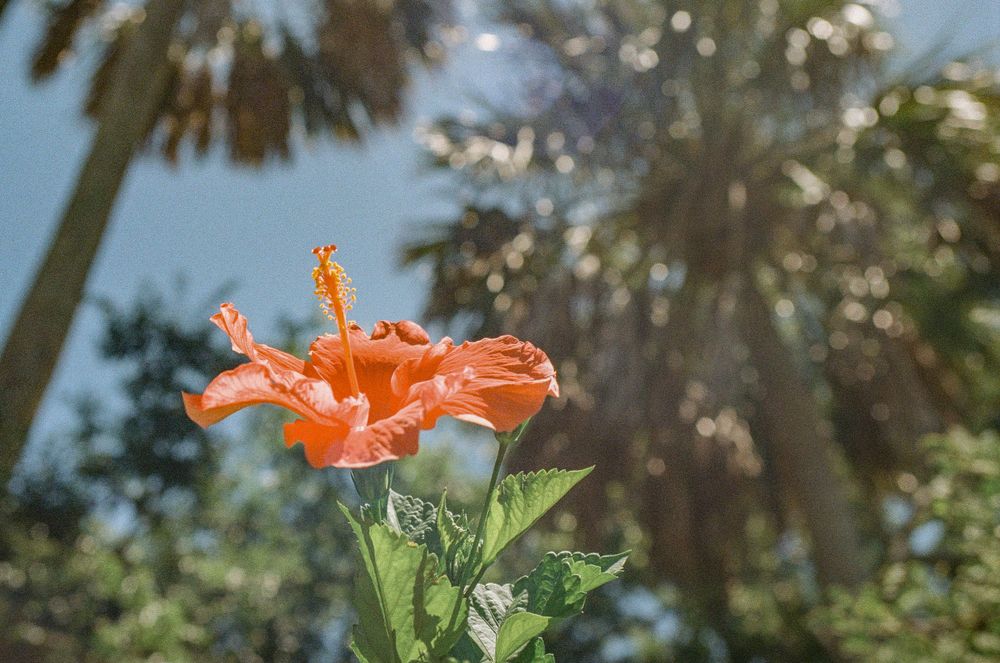 Close-up of a vibrant orange hibiscus flower against palm trees and blue sky.