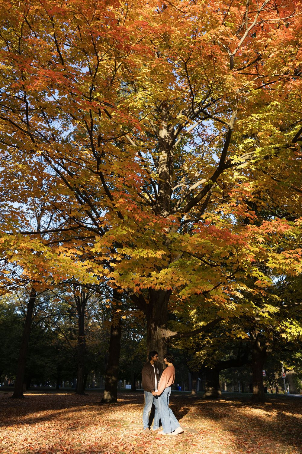 A panoramic view of vibrant autumn trees with golden and orange foliage in a park landscape.