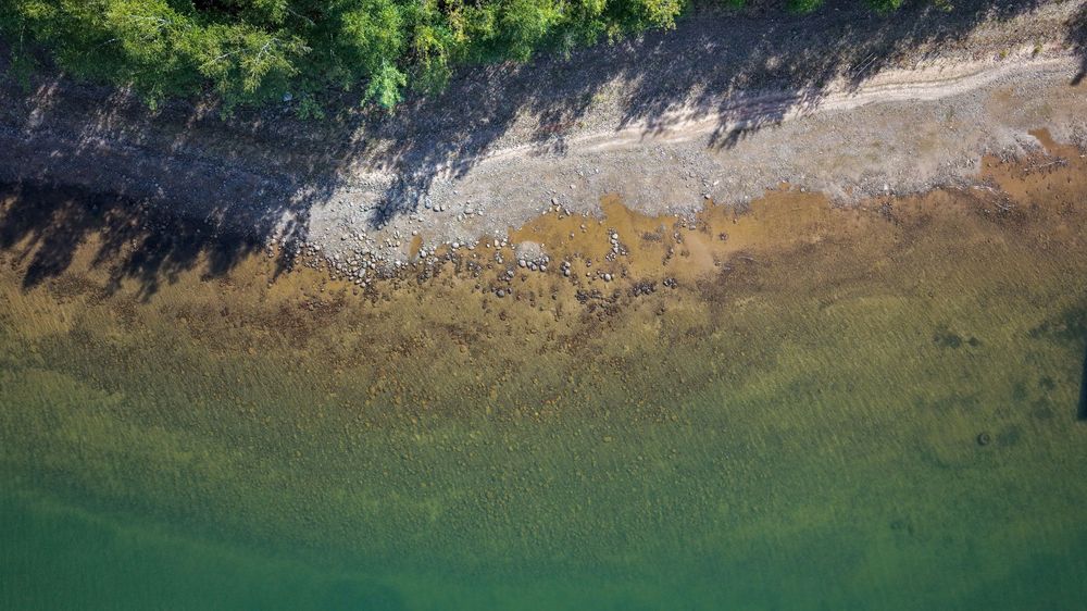 Aerial view of a rocky shoreline with green algae underwater meeting a tree-lined cliff edge.