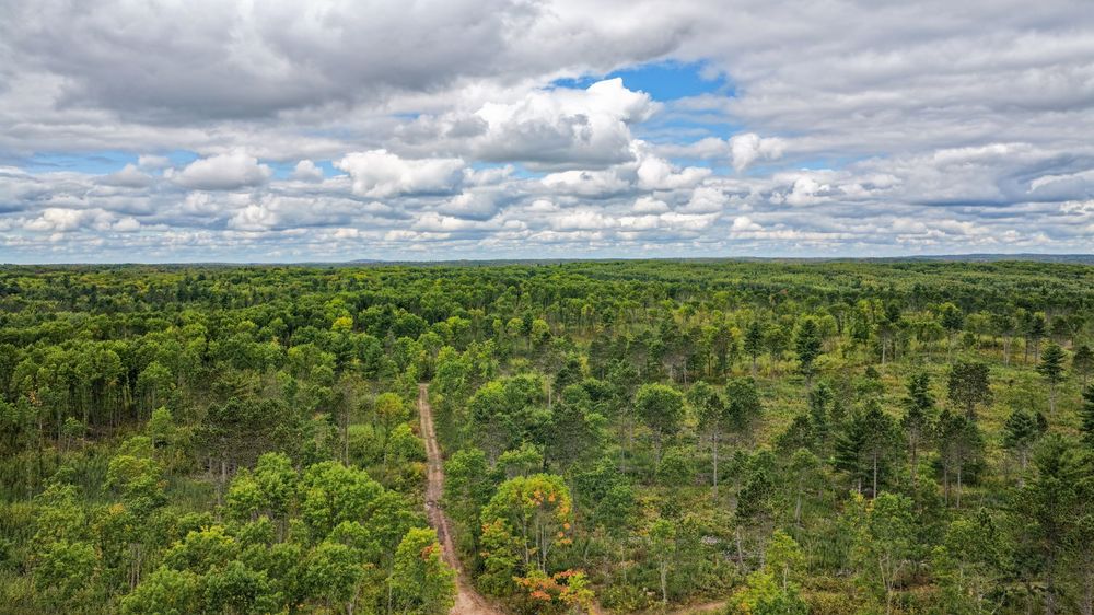 Aerial view of a vast green forest with a dirt road winding through dense trees under a cloudy sky.