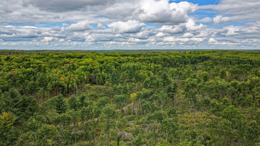 Aerial view of a vast green forest canopy stretching to the horizon under a partly cloudy blue sky.