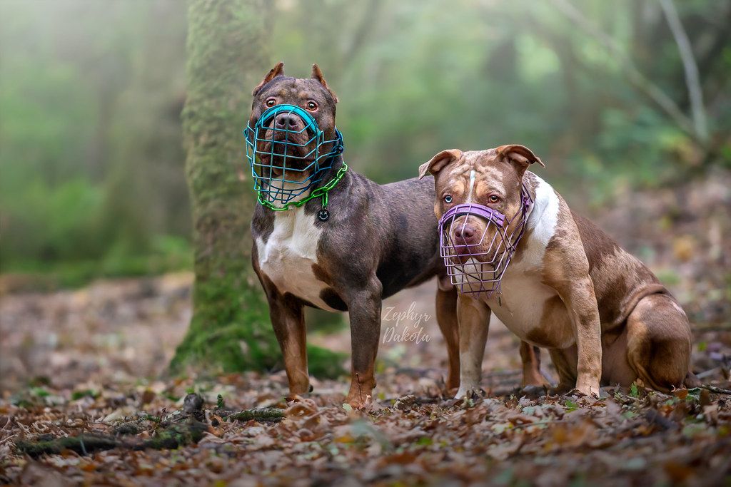 Helix & Nova