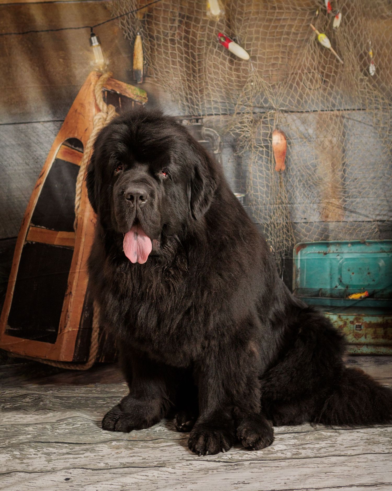Large black Newfoundland dog sitting by fishing nets and decorative nautical props.