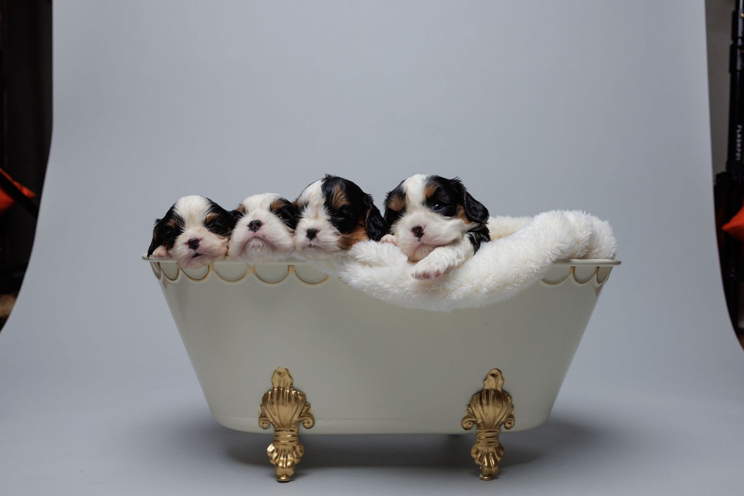 puppies in a tiny bathtub