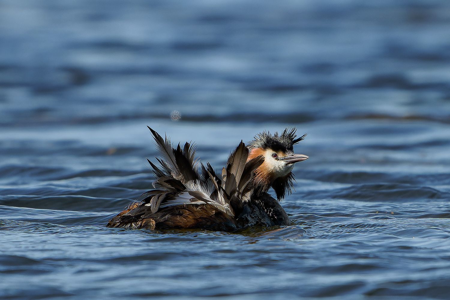 Two sea ducks swim in blue water with their black and brown feathers ruffled during water activity.
