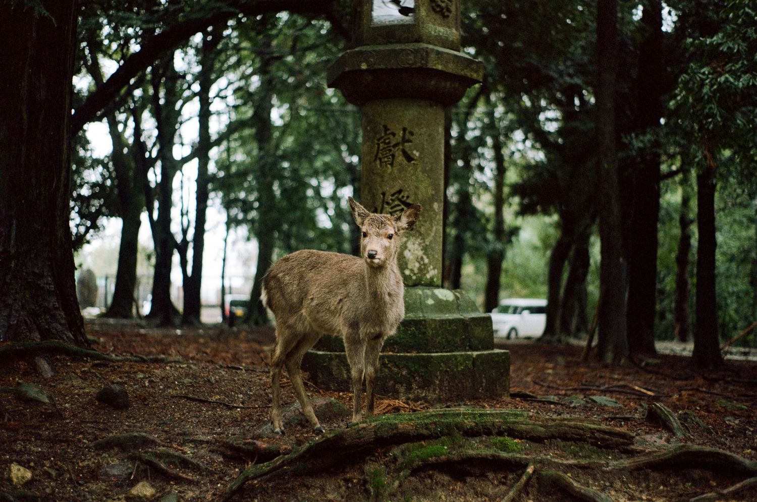 Wild deer standing near a stone monument in a forested area.