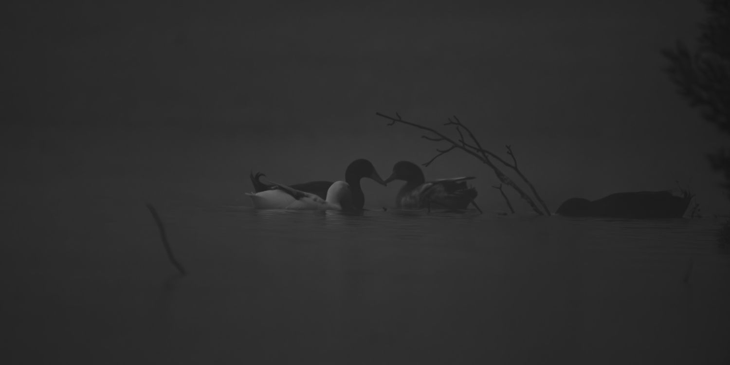 Silhouetted ducks glide peacefully across a misty pond in black and white.
