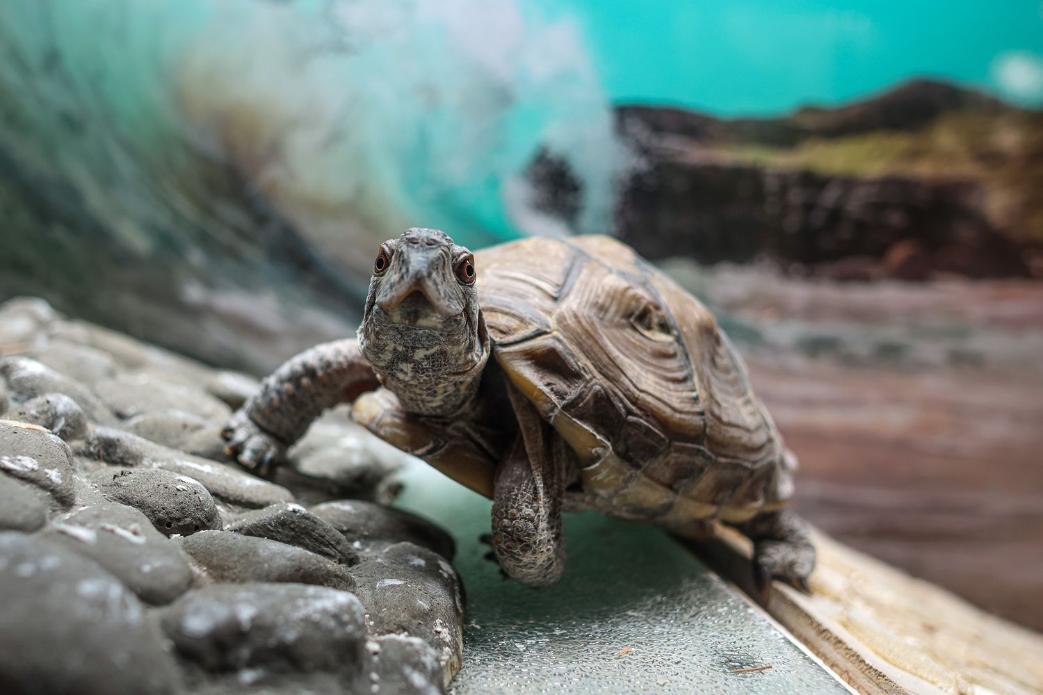 box turtle
