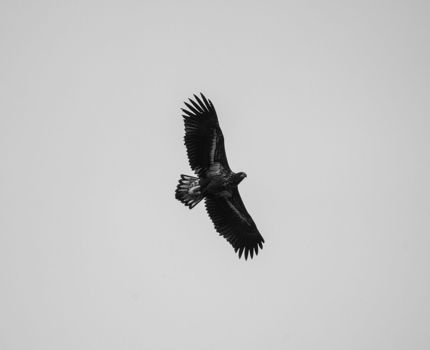 Black silhouette of a majestic eagle with spread wings flying in a cloudy sky.