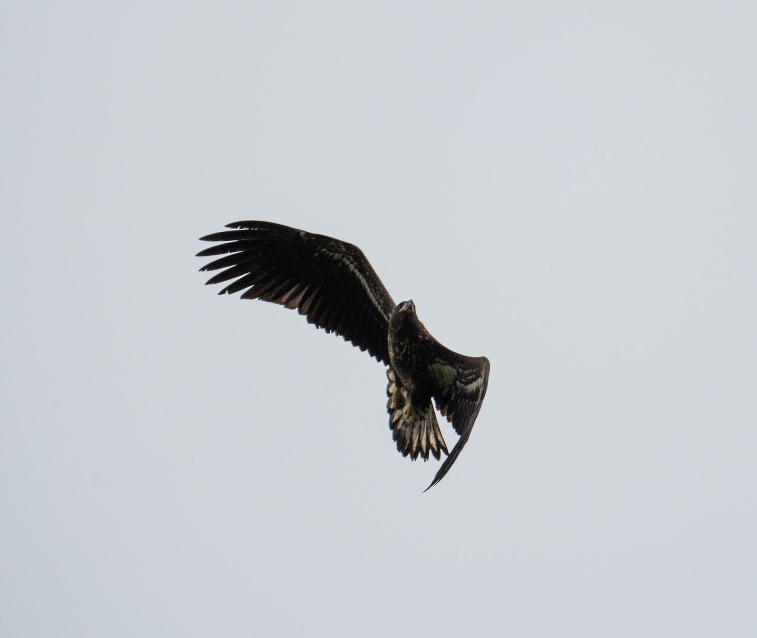 Silhouette of a large bird of prey soaring against a light gray sky.