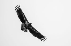Dark silhouette of a raptor with outstretched wings gliding through white sky.