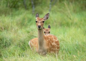 Young deer resting in tall green grass during summer.