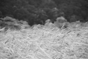 Abstract black and white pattern of windswept grass or reeds.