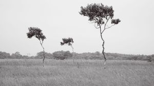 Minimalist landscape with scattered trees on a misty horizon.
