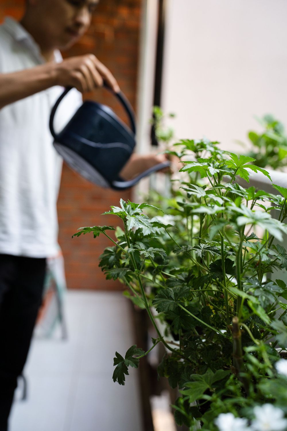 Someone wearing white uses a black watering can to tend to leafy green plants on a balcony.