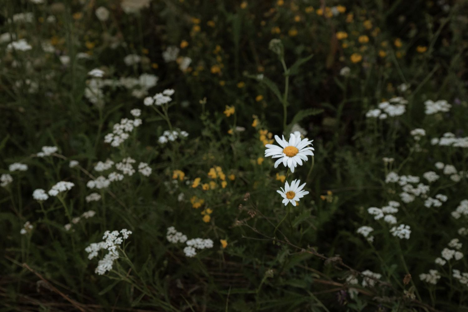 bloem met contrast