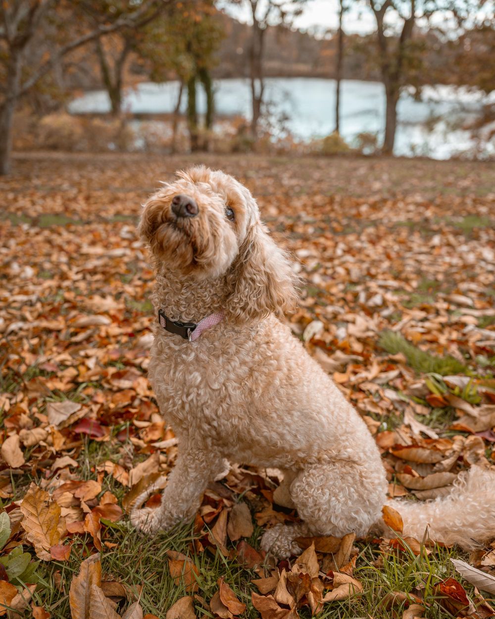Goldendoodle dog sitting in fallen autumn leaves near lake.