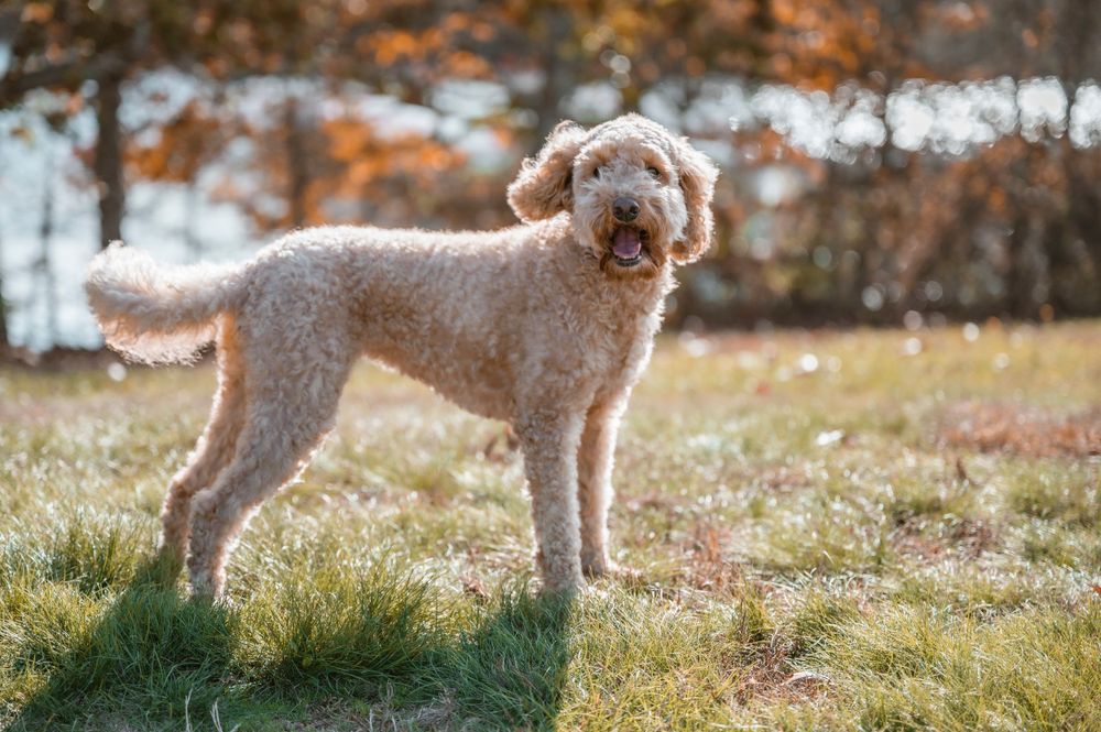 Fluffy goldendoodle dog standing in sunlit grass during autumn.