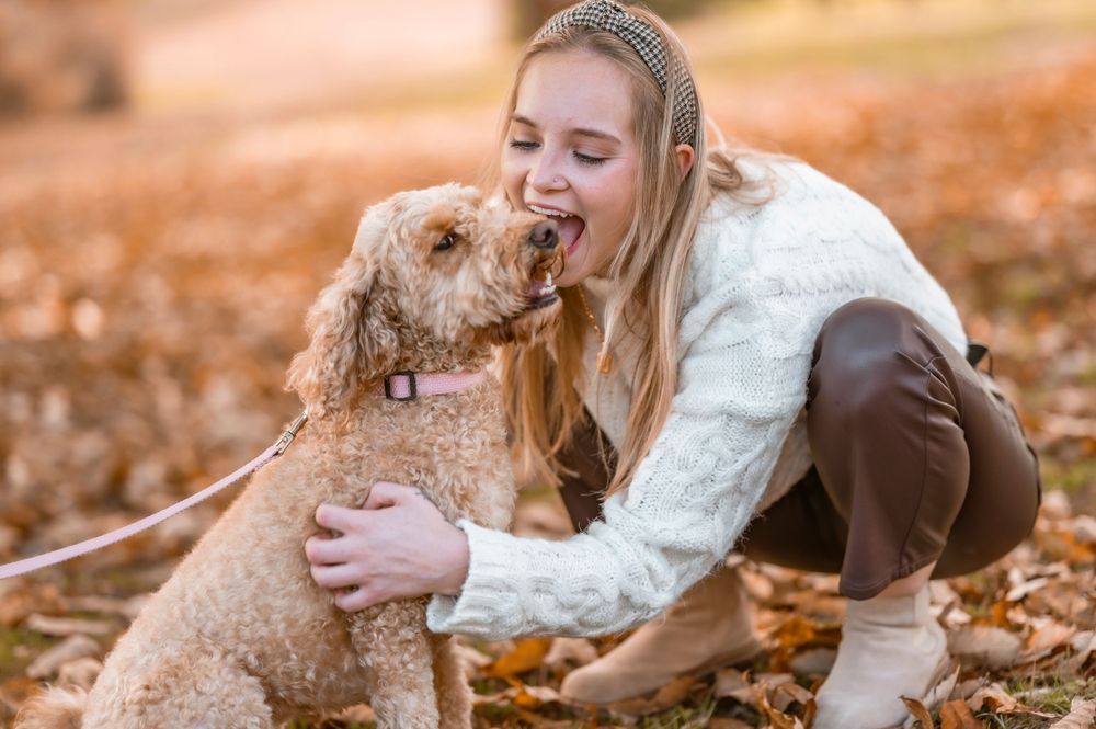 Person in white sweater playing with affectionate goldendoodle dog outdoors.