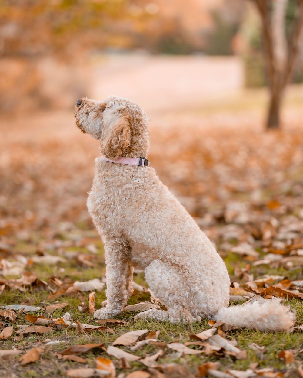 Goldendoodle dog sitting alert in fallen autumn leaves.